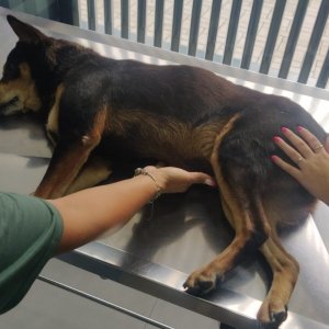 Crueldade: cachorro dormindo em rua é atropelado; homem é preso