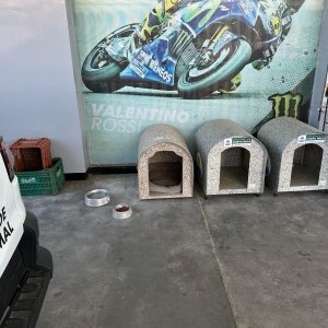 Um lar para chamar de seu: Casinhas ecológicas são instaladas para cães comunitários