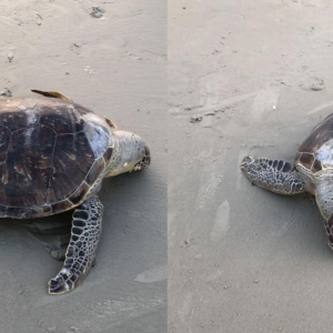 Tartaruga morta é encontrada em praia de Balneário Camboriú