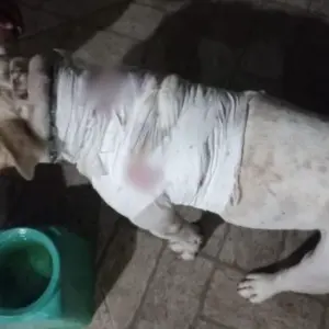 Pitbull é esfaqueado durante briga, veterinário socorre e polícia investiga