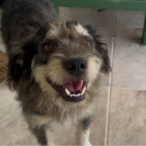 Adoção de animais: Pingo encontra um novo lar após ser devolvido por algumas famílias