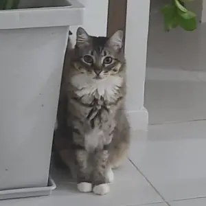 Moradora de Tijucas procura por gata desaparecida no bairro Praça