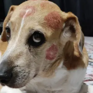 Cachorro desaparece em Tijucas no ano novo, mas dona segue em busca de seu pet