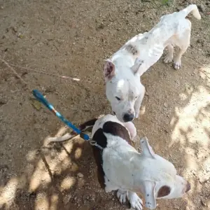 Dois casos de maus-tratos a animais em um dia; homem foi preso