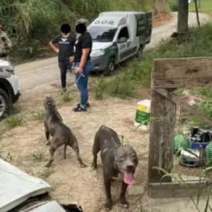 GOR retoma atuação em Tijucas para combater maus-tratos e abandono de animais