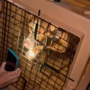 ‘Tapas e chutes’: agressões a pitbull levam à prisão de homem