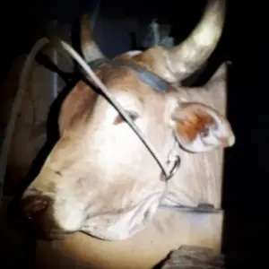 Farra do Boi é flagrada na região e proprietário de terreno é autuado