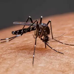 Porto Belo retoma divulgação de boletins da dengue; no momento 2 casos estão confirmados 