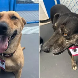 Mortadela e Tatá:  Mascotes da Diretoria de Bem-Estar Animal ganham crachás 