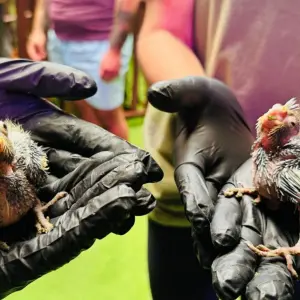 Primeira ninhada: filhote de Guará-vermelho nasce no aquário de Balneário Camboriú