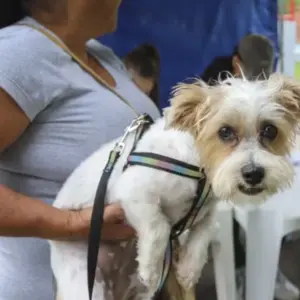 São João Batista terá mutirão de castração para cães e gatos no dia 26 de abril