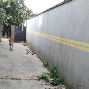 Cadela sofrendo maus-tratos é salva em residência já denunciada por abandono