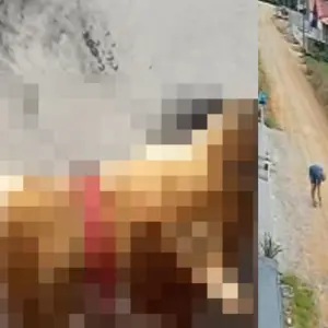 Crueldade: cachorrinha é envenenada e suspeito preso após imagens divulgadas
