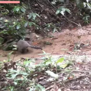 Felino raro e tamanduá ameaçado são flagrados em Refúgio de Vida Silvestre de Itapema