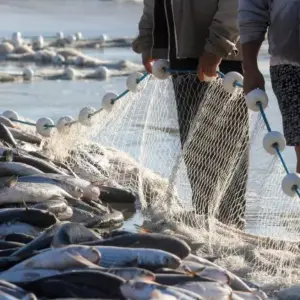 Itapema celebra a tradicional Abertura da Pesca da Tainha com festa no dia 1º de maio