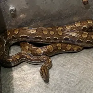 Exótica jiboia-arco-íris encontrada em calha; espécie não é da fauna local