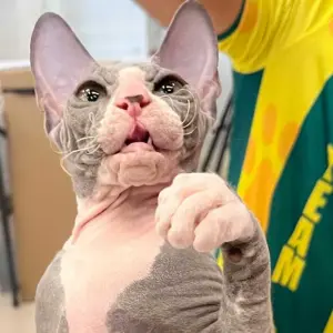 Exposição Internacional de Gatos de Raça reúne mais de 100 felinos na região