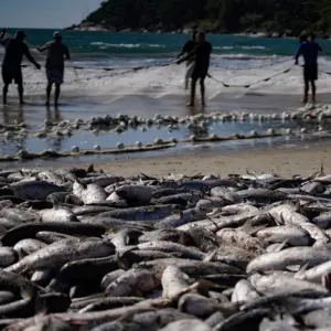 Porto Belo regulariza pesca artesanal da tainha em áreas da União