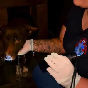 Animal sofre maus-tratos e é salvo em operação conjunta; tutor foi identificado