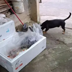 Mais de 50 kg de carne imprópria são retirados do mercado em fiscalização