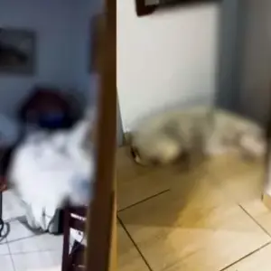 Cães são resgatados de maus-tratos e com ferimentos; agressor é preso