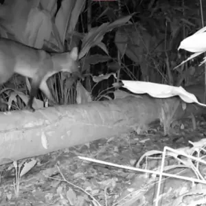 Câmeras do Refúgio de Vida Silvestre de Itapema flagram matilha de graxains