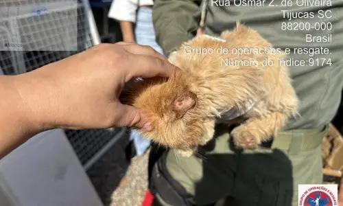 Gatil clandestino é desativado em Tijucas e 45 gatos persas são resgatados de maus-tratos
