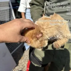 Gatil clandestino é desativado em Tijucas e 45 gatos persas são resgatados de maus-tratos