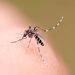 Tijucas realiza ação com fumacê contra a dengue nesta terça-feira a partir das 5h30