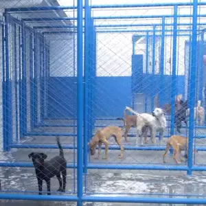 Canil Municipal de Itapema é fiscalizado após denúncia de maus-tratos
