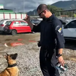 Cães da Guarda Municipal intensificam treinamento de faro para segurança pública