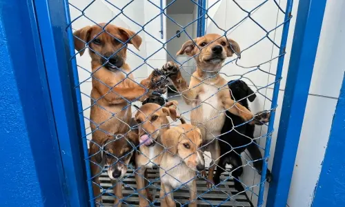Adoção em Itapema: Mais de 90 animais buscam um novo lar