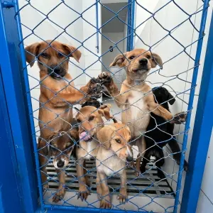 Adoção em Itapema: Mais de 90 animais buscam um novo lar