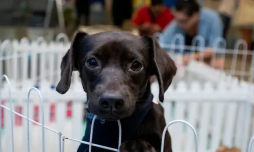 Feira de adoção conecta cães e gatos a novos lares neste sábado 