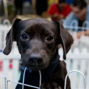 Feira de adoção conecta cães e gatos a novos lares neste sábado 