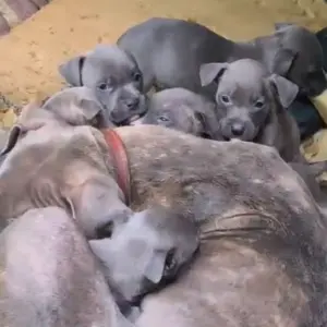 Guarda Municipal resgata 14 pitbulls abandonados em Balneário Camboriú
