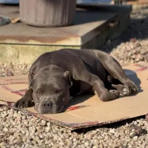 Governo de SC restringe circulação de Pit Bulls e impõe castração obrigatória