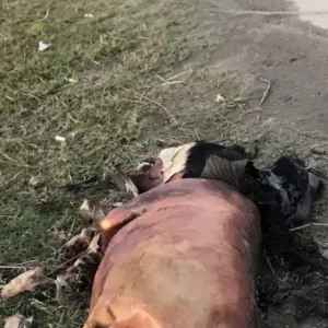 Crueldade: cachorro é encontrado incendiado em Itapema