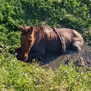 Cavalo é resgatado após ficar atolado em vala em Tijucas