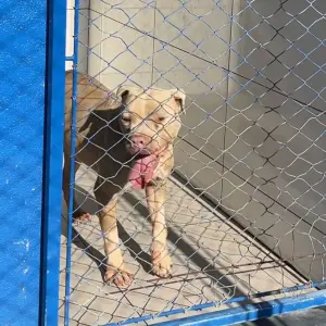Itapema oferece castração gratuita para cães da raça Pit Bull