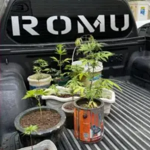 Plantação de maconha é encontrada em residência após denúncia