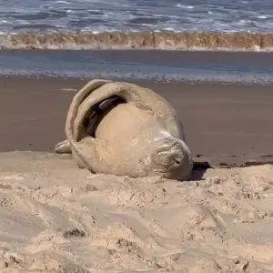 Espécie rara de foca é avistada na Praia de Mariscal em Bombinhas