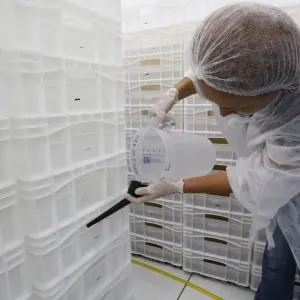 Balneário Camboriú adota tecnologia inovadora no combate à dengue