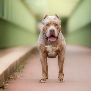 Itapema garante castração gratuita para cães de raças consideradas agressivas  