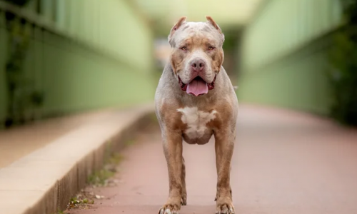Itapema garante castração gratuita para cães de raças consideradas agressivas  