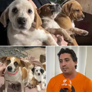 ONG promove mutirão de castração com valor social em São João Batista