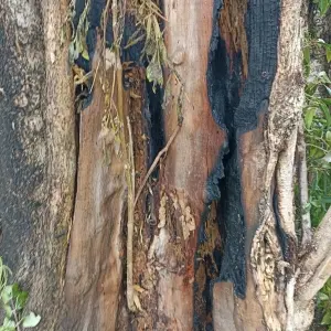 Incêndio atinge árvore de 15 metros em Balneário Camboriú