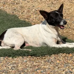 Associação de proteção animal de São João Batista pede apoio após corte de verba municipal