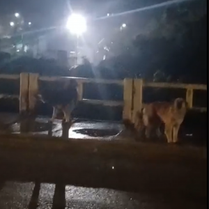 Cães agressivos causam medo em moradores do bairro Vila Nova, em Porto Belo