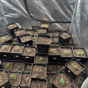 Cultivo de maconha é encontrado após denúncia de ameaça com arma